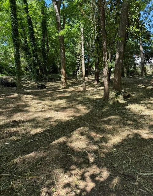 Open forest floor after mulching under canopy