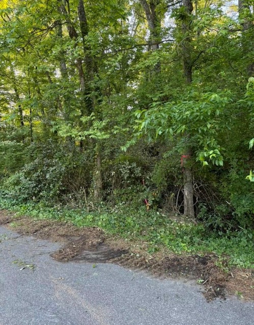 Overgrown brush along roadside before clearing