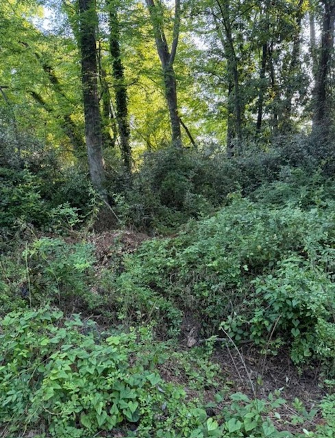 Dense vines and thicket before clearing