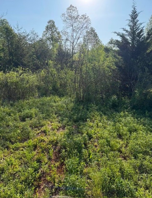 Overgrown brush and thicket before forestry mulching